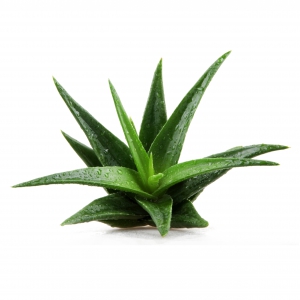 אלוורה (Aloe Vera)