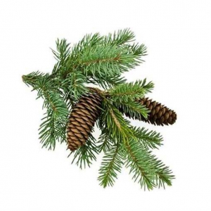 אַשׁוּחַ (Abies Sibirica)