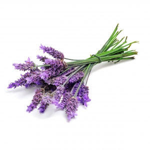 לבנדר (Lavandula Angustifolia)