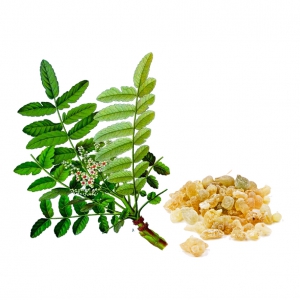 בוסווליה סראטה (Boswellia Serrata)